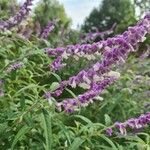 Salvia leucanthaBloem