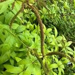 Veronicastrum sibiricum Hedelmä