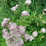 Eupatorium cannabinumFlower