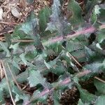 Sonchus oleraceus Fulla