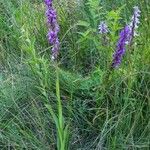 Dactylorhiza elata Хабит