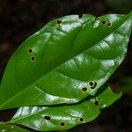 Sloanea laxiflora Leaf