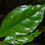 Sloanea laxiflora Folio