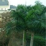 Roystonea regia Folha