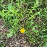 Taraxacum officinaleFlower