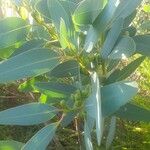 Eucalyptus kitsoniana Yaprak