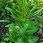 Meconopsis grandis Blatt