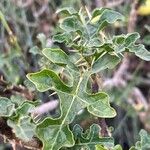 Solanum linnaeanum Leaf