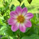 Dahlia tenuicaulis Floro