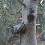 Hakea sericea Gyümölcs