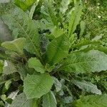 Lactuca virosa Yaprak