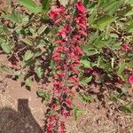 Erythrina crista-galli Fruit
