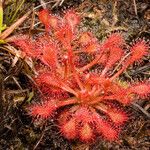 Drosera capillaris Staniste