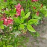 Rhododendron calendulaceum 叶