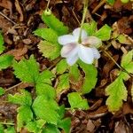 Anemonopsis macrophylla Flower