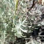 Helichrysum stoechasFolha