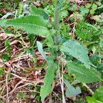 Sonchus oleraceus Blad