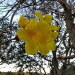 Handroanthus albus