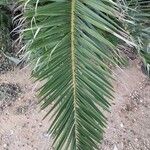 Phoenix canariensis Yaprak