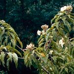 Ipomoea pauciflora Habitus