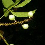 Paullinia pinnata Ffrwyth