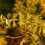 Myriophyllum spicatum Leaf