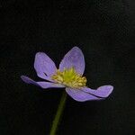 Anemonastrum obtusilobum موطن