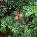 Lantana aculeata Flors