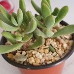 Crassula rogersii Hoja