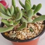 Crassula rogersii Yaprak