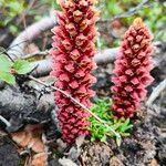 Orostachys spinosa Flor