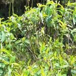 Crotalaria spectabilis आदत