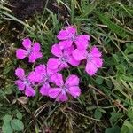 Dianthus glacialis Flower