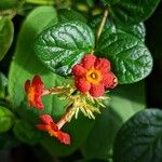 Rondeletia odorata Flower