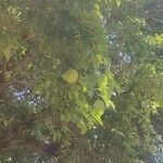 Maclura pomifera 葉