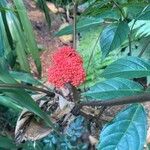 Leea guineensis Flower
