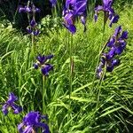 Iris sibirica Blüte