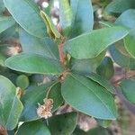 Myrceugenia exsucca Hoja
