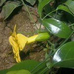 Adenocalymma bracteosum Flor