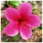 Hibiscus rosa-sinensisFlor