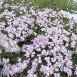 Dianthus sternbergii Blüte