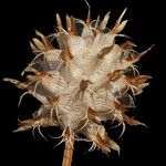 Trifolium spumosum Fruchs