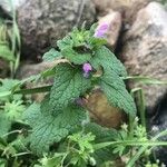 Lamium maculatumBlatt