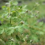 Thalictrum macrocarpum 花