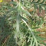 Cirsium eriophorum Feuille