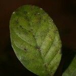 Siparuna decipiens Yaprak