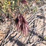 Bromus madritensisFolio