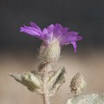 Allionia incarnata Flower