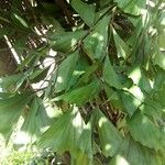 Caryota mitis Leaf