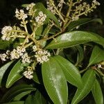Ardisia densiflora Leaf